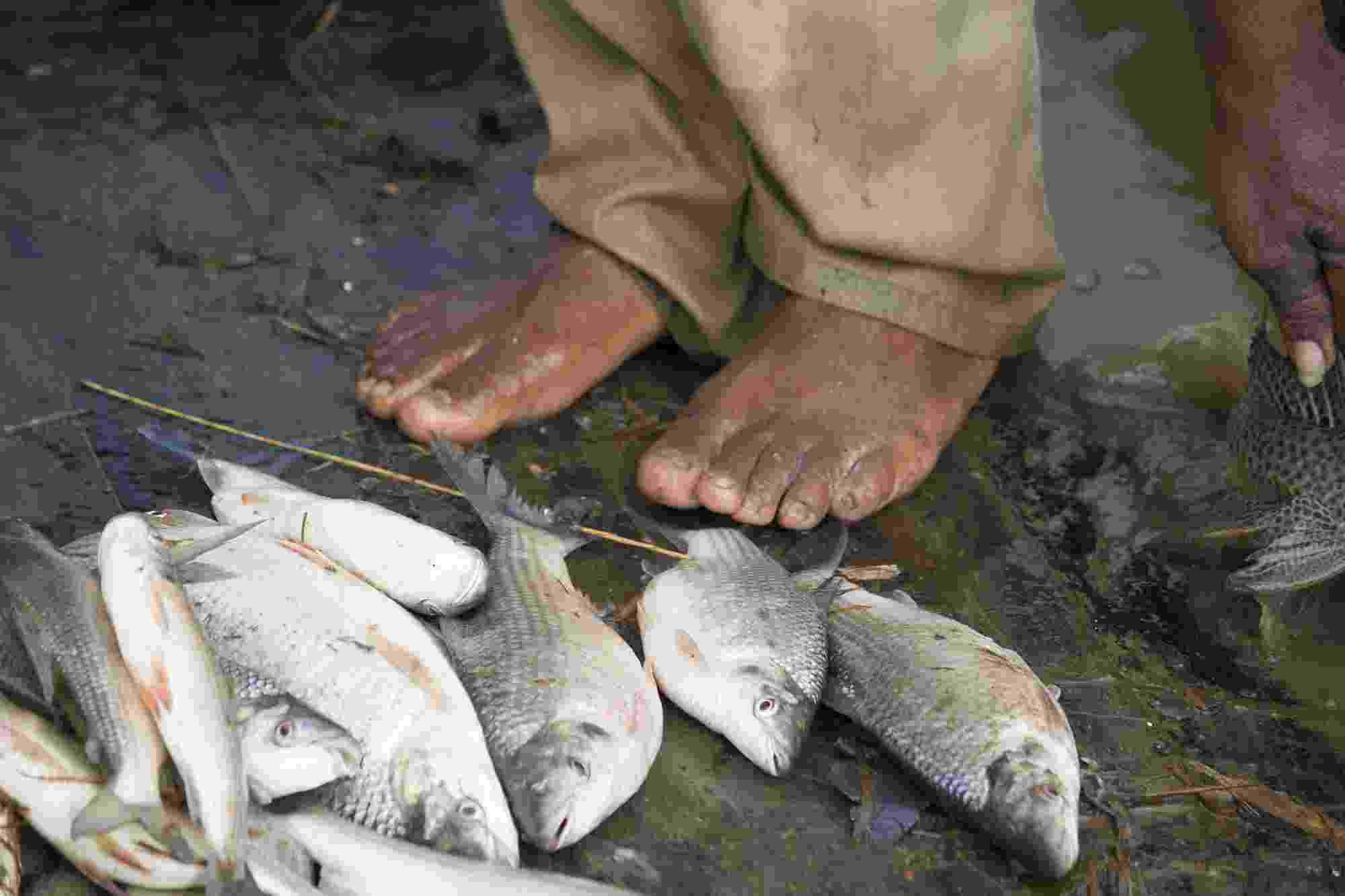 A close up of a mans feet next to his catch of several silver fish, on the wet bottom planks of a boat